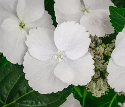 Dehner Girlanden-Hortensie 'Runaway Bride®' Weiß Outlet