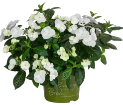 Dehner Girlanden-Hortensie 'Runaway Bride®' Weiß Outlet