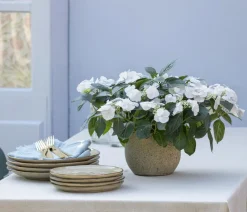 Dehner Girlanden-Hortensie 'Runaway Bride®' Weiß Outlet