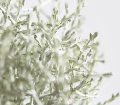 Dehner Grabschmuck & Grabgestaltung > Gitterkraut
