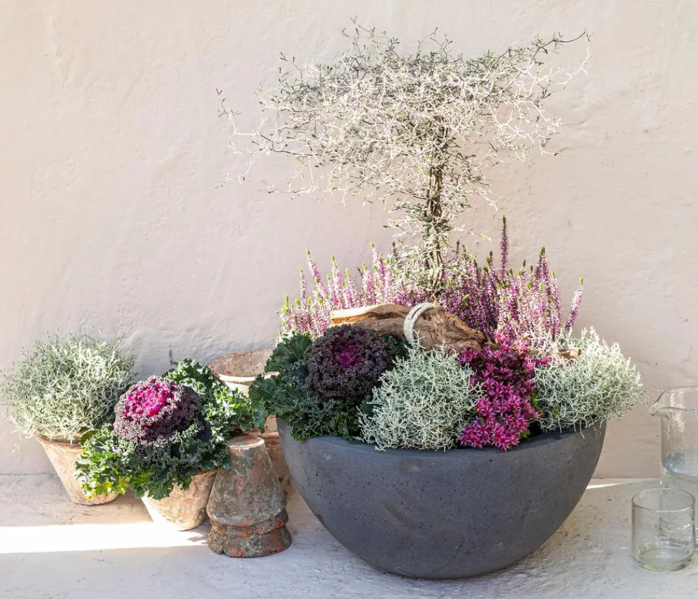 Dehner Grabschmuck & Grabgestaltung > Gitterkraut