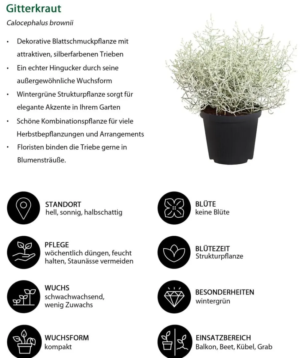 Dehner Grabschmuck & Grabgestaltung > Gitterkraut