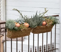 Dehner Grabschmuck & Grabgestaltung > Gitterkraut