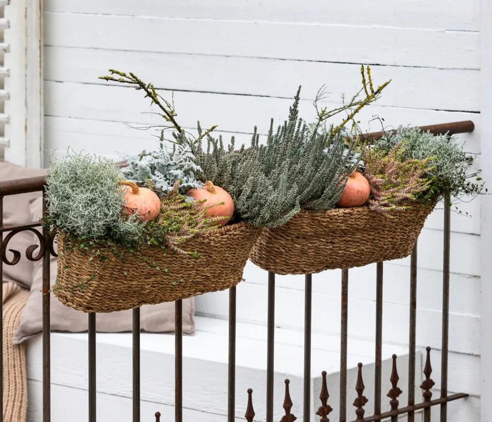 Dehner Grabschmuck & Grabgestaltung > Gitterkraut