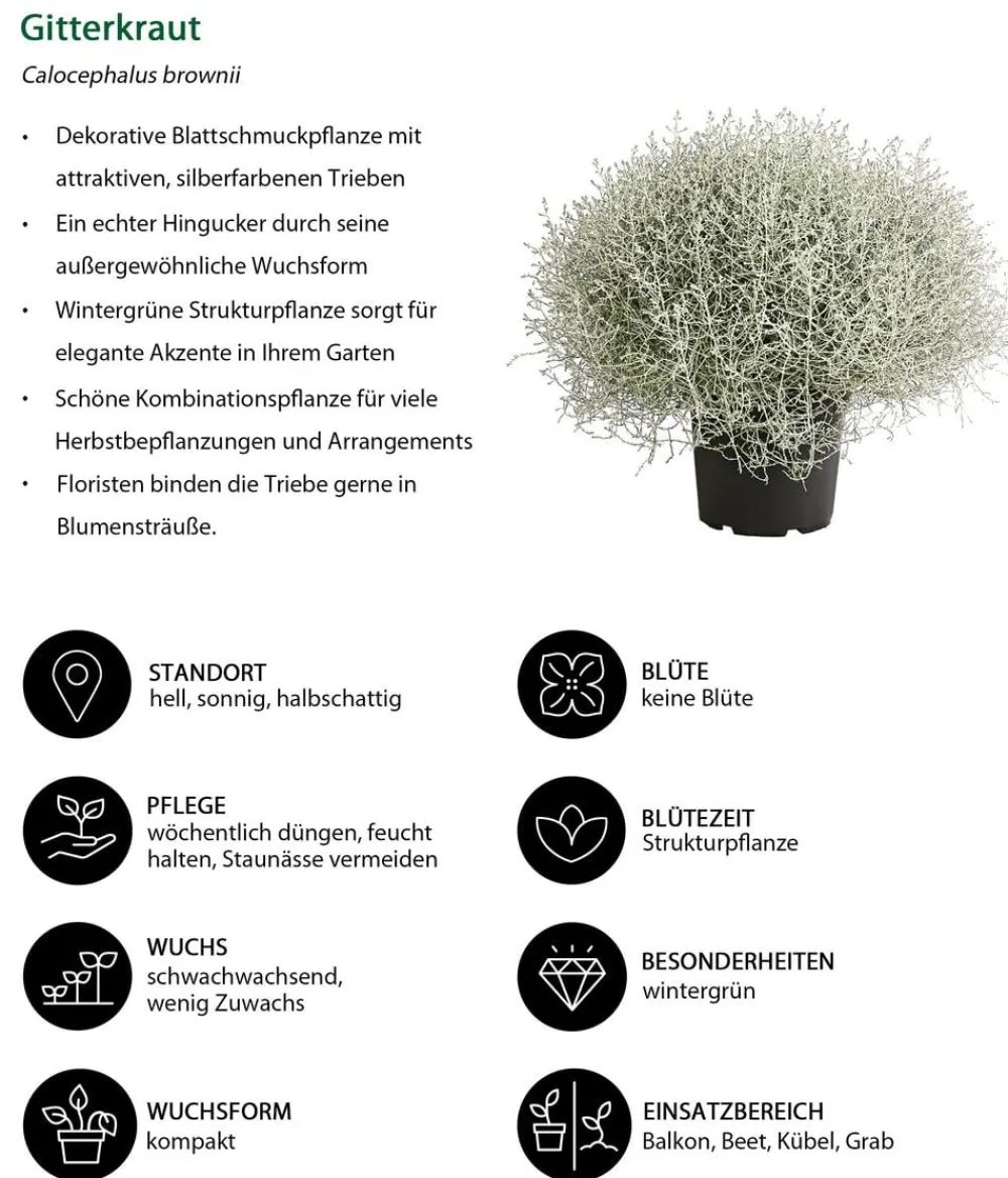 Dehner Gitterkraut New