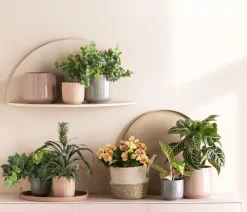 Dehner Glanzkölbchen - Aphelandra squarrosa Outlet