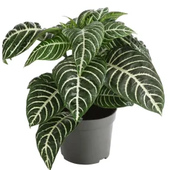 Dehner Glanzkölbchen - Aphelandra squarrosa Outlet