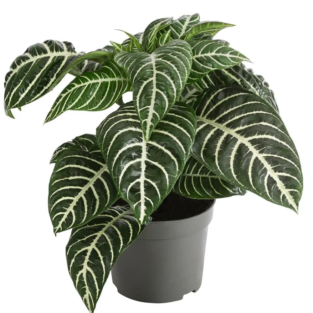 Dehner Glanzkölbchen - Aphelandra squarrosa Outlet