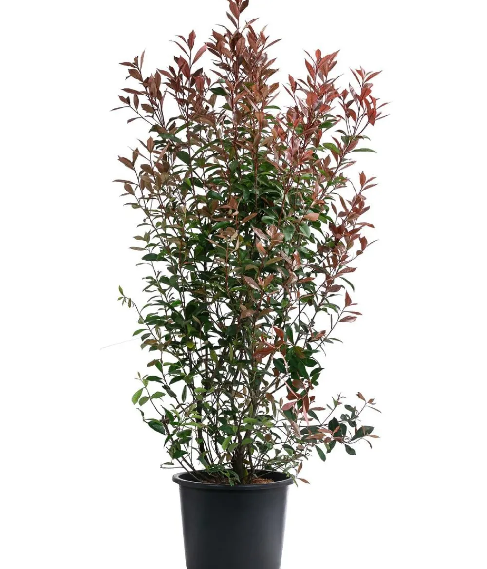 Dehner Glanzmispel 'Carré Rouge' Hot