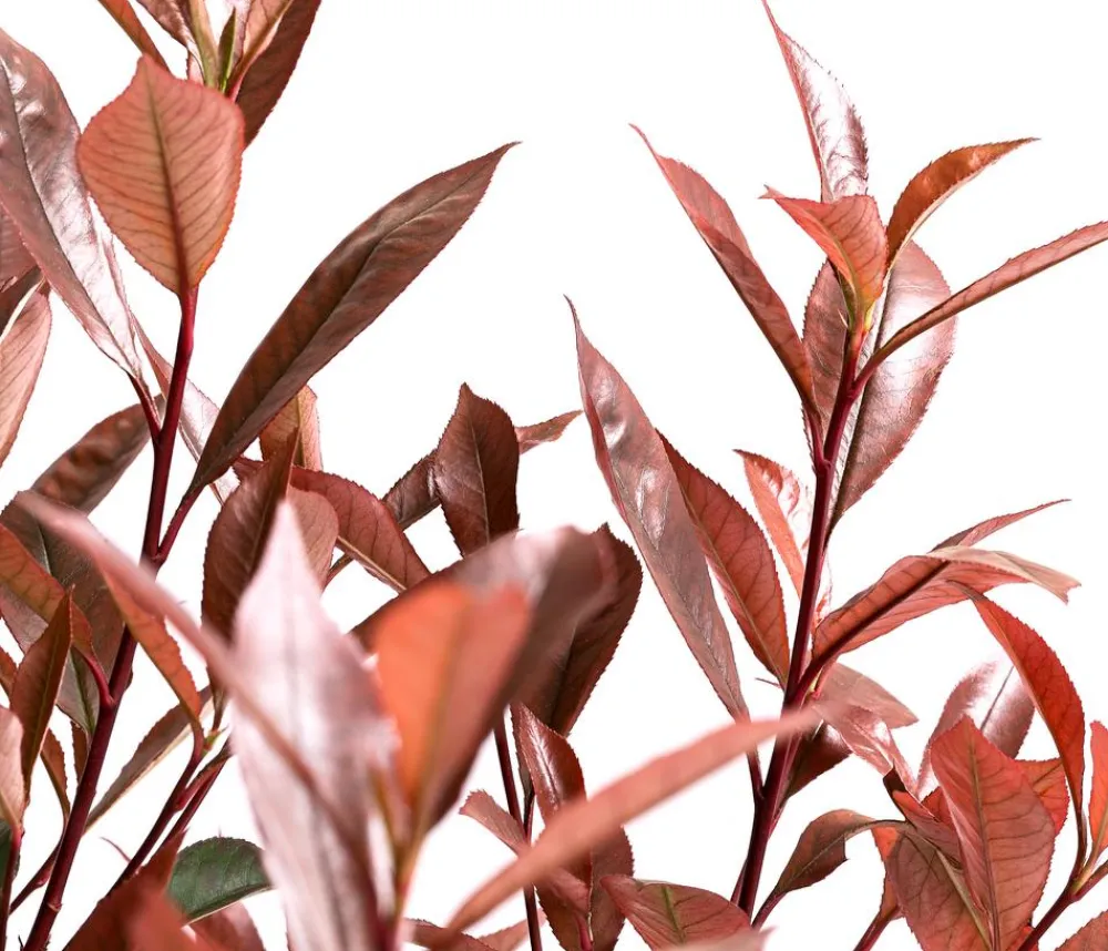 Dehner Glanzmispel 'Carré Rouge' Hot