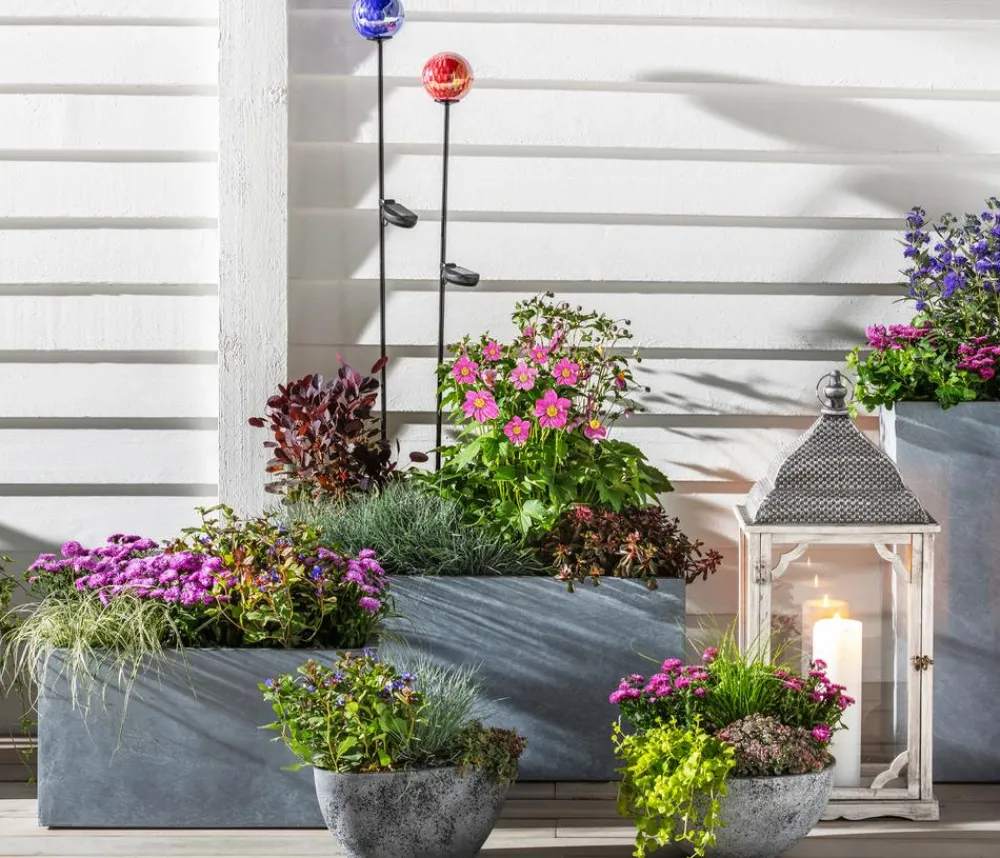 Dehner Grabschmuck & Grabgestaltung|Sommerstauden > Glattblatt-Aster