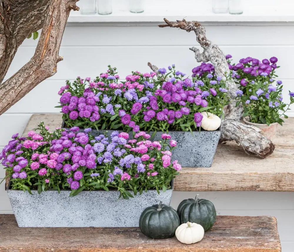 Dehner Grabschmuck & Grabgestaltung|Sommerstauden > Glattblatt-Aster