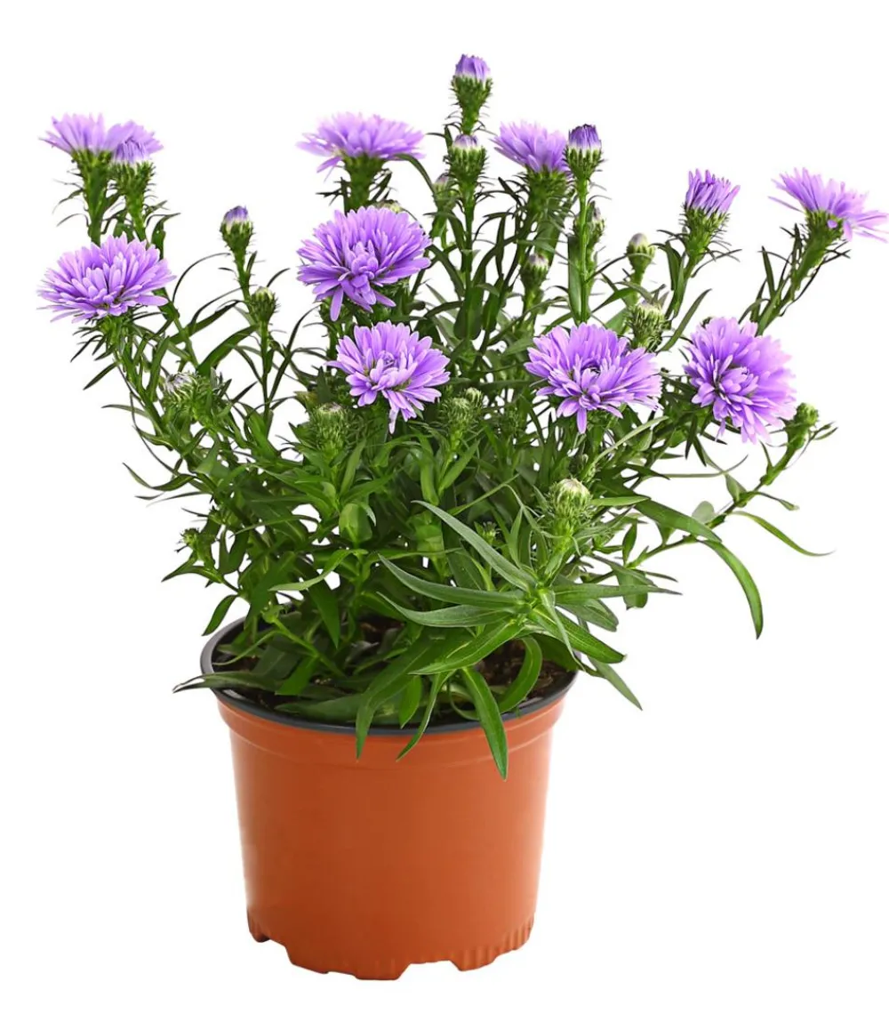 Dehner Grabschmuck & Grabgestaltung|Sommerstauden > Glattblatt-Aster
