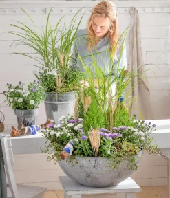 Dehner Grabschmuck & Grabgestaltung|Sommerstauden > Glattblatt-Aster