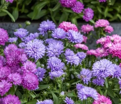 Dehner Glattblatt-Aster Lila New