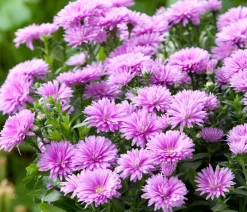 Dehner Glattblatt-Aster Lila New