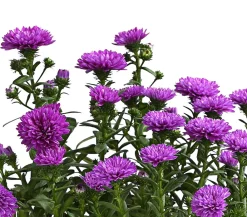 Dehner Glattblatt-Aster Lila New