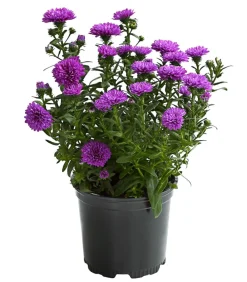 Dehner Glattblatt-Aster Lila New