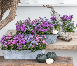 Dehner Glattblatt-Aster Lila New