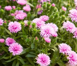 Dehner Grabschmuck & Grabgestaltung|Sommerstauden - Glattblatt-Aster Pink
