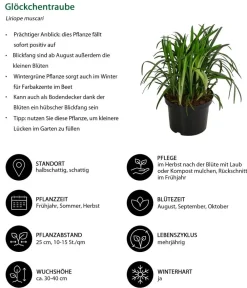 Dehner Gräser|Blatt- & Schattenstauden - Glöckchentraube Weiß