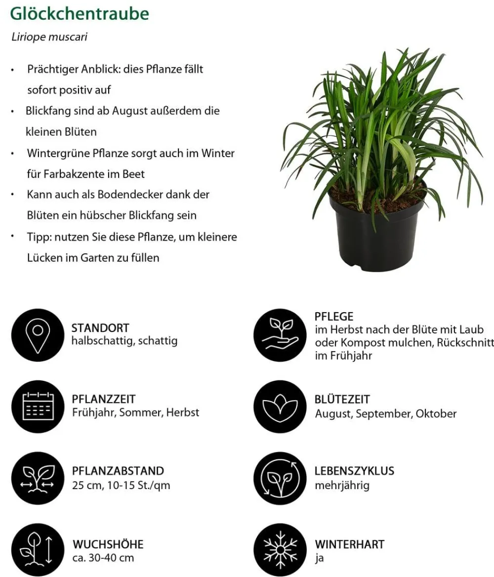 Dehner Gräser|Blatt- & Schattenstauden - Glöckchentraube Weiß