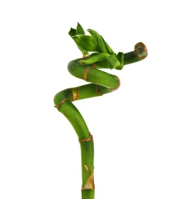 Dehner Grünpflanzen > Glücksbambus - Dracaena sanderiana