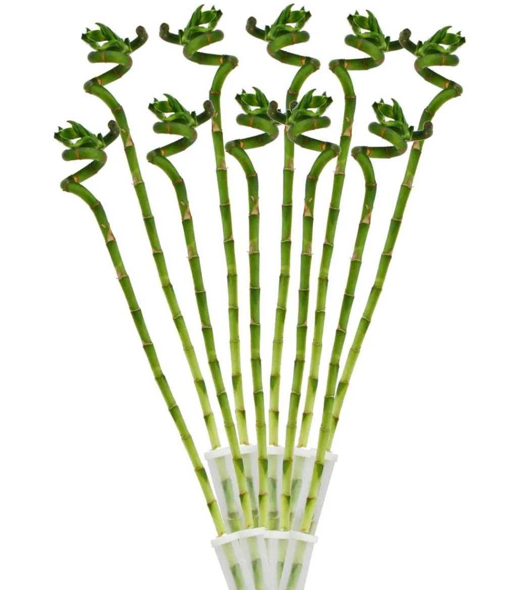 Dehner Grünpflanzen > Glücksbambus - Dracaena sanderiana