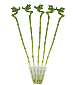 Dehner Glücksbambus - Dracaena sanderiana Grün Outlet