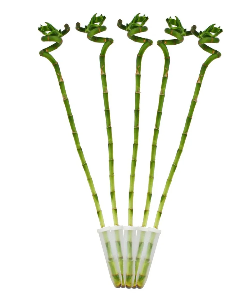Dehner Glücksbambus - Dracaena sanderiana Grün Outlet