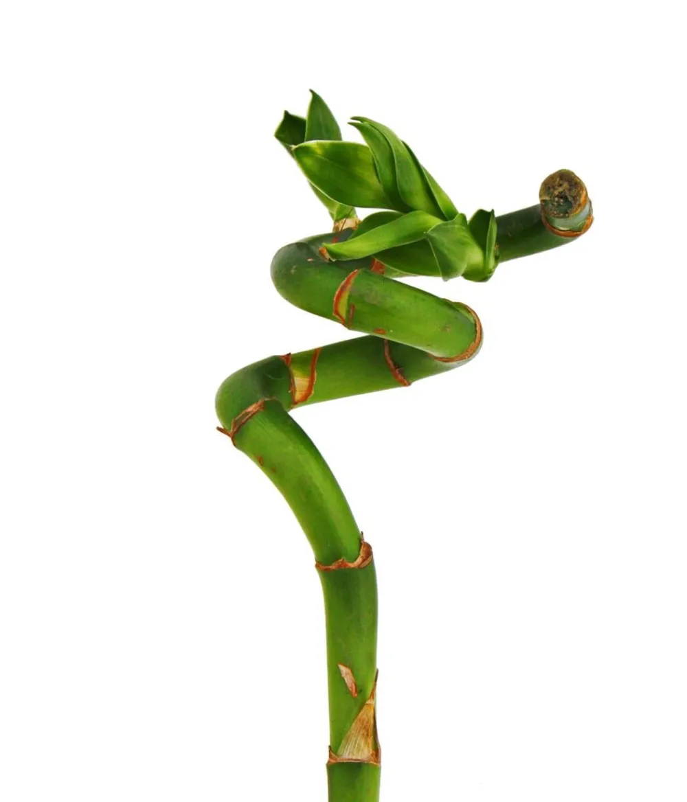 Dehner Glücksbambus - Dracaena sanderiana Grün Outlet