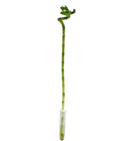 Dehner Glücksbambus - Dracaena sanderiana Grün Outlet