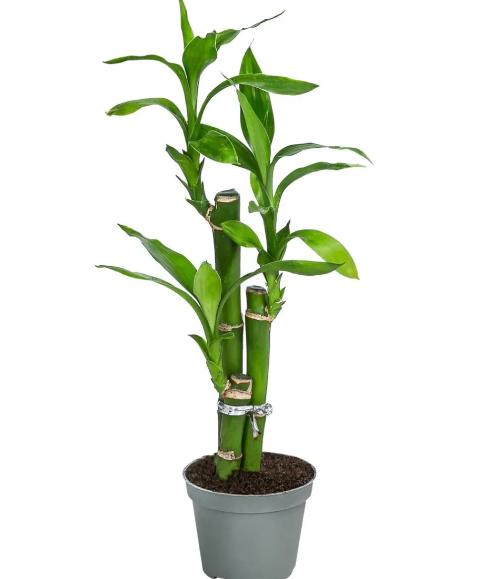 Dehner Drachenbaum & Yucca > Glücksbambus - Dracaena sanderiana 'Lucky Bamboo'