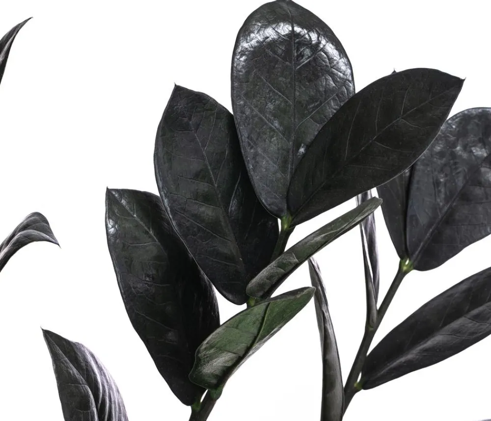 Dehner Grünpflanzen > Glücksfeder - Zamioculcas zamiifolia 'Raven'