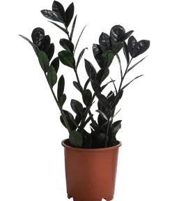Dehner Grünpflanzen > Glücksfeder - Zamioculcas zamiifolia 'Raven'