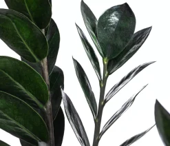 Dehner Grünpflanzen - Glücksfeder - Zamioculcas zamiifolia 'Raven'