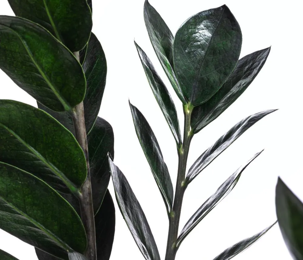 Dehner Grünpflanzen - Glücksfeder - Zamioculcas zamiifolia 'Raven'