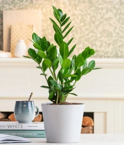 Dehner Sukkulenten|Grünpflanzen > Glücksfeder - Zamioculcas zamiifolia