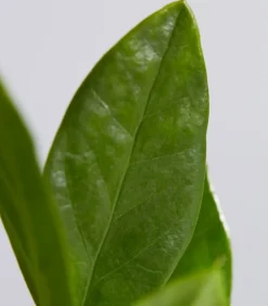 Dehner Sukkulenten|Grünpflanzen > Glücksfeder - Zamioculcas zamiifolia