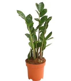 Dehner Sukkulenten|Grünpflanzen > Glücksfeder - Zamioculcas zamiifolia