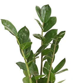 Dehner Sukkulenten|Grünpflanzen > Glücksfeder - Zamioculcas zamiifolia