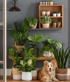 Dehner Glücksfeder - Zamioculcas zamiifolia Grün Sale
