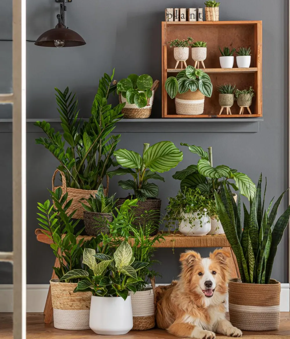 Dehner Glücksfeder - Zamioculcas zamiifolia Grün Sale