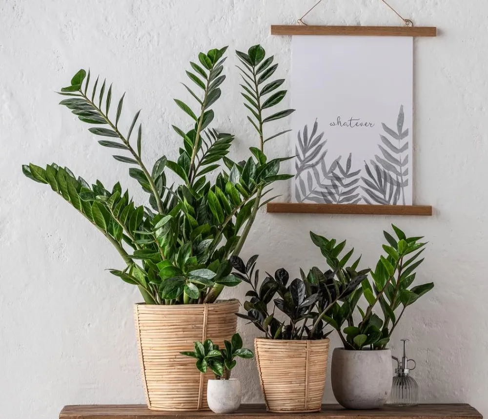 Dehner Glücksfeder - Zamioculcas zamiifolia Grün Sale