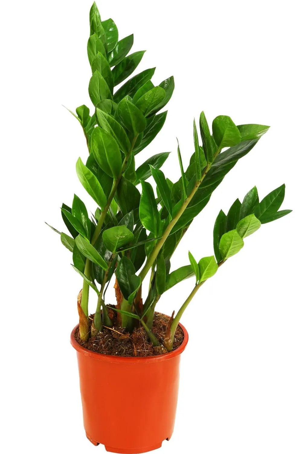 Dehner Glücksfeder - Zamioculcas zamiifolia Grün Sale