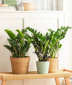 Dehner Glücksfeder - Zamioculcas zamiifolia Grün Sale