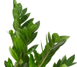 Dehner Glücksfeder - Zamioculcas zamiifolia Grün Sale