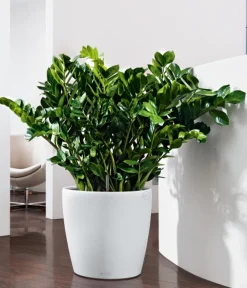Dehner Glücksfeder - Zamioculcas zamiifolia Grün Sale