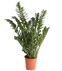 Dehner Glücksfeder - Zamioculcas zamiifolia Grün Sale