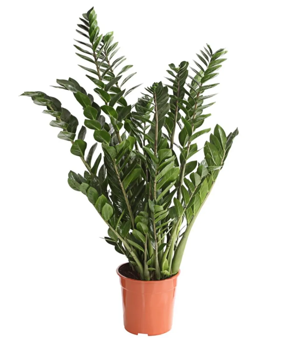 Dehner Glücksfeder - Zamioculcas zamiifolia Grün Sale